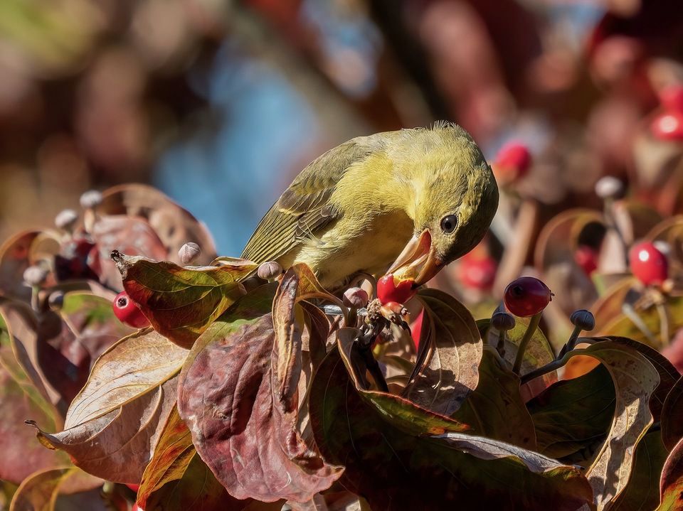 A female scarlet tanager in a flowering dogwood tree in Green-Wood Cemetery, Brooklyn, NY by Rhododendrites is licensed under CCBY-SA 4.0